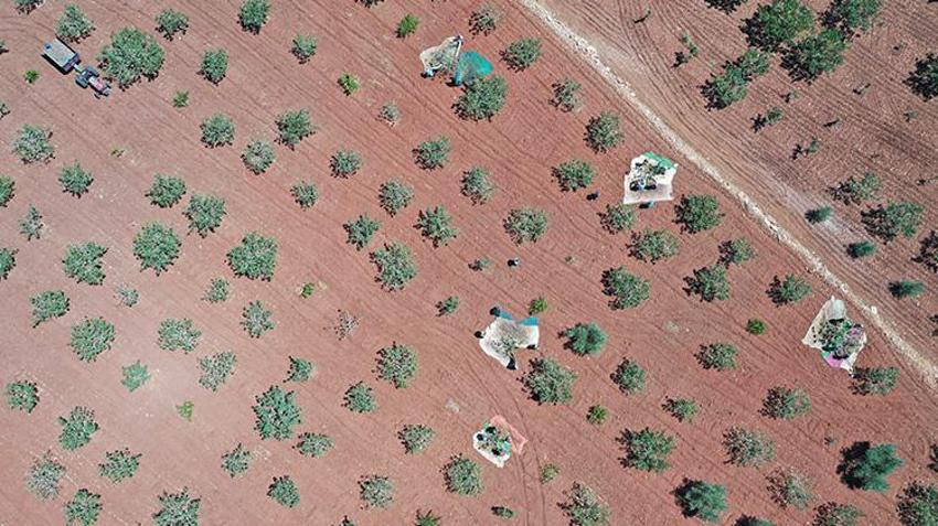 Şanlıurfa'da hasat devam ederken fıstık fiyatları da belli oldu! 'Bu sene fiyatlar çok güzel'