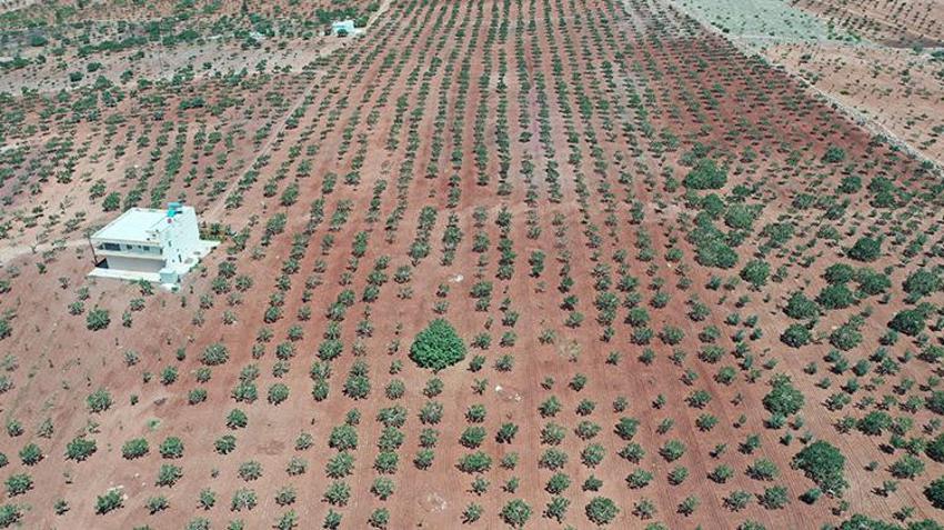Şanlıurfa'da hasat devam ederken fıstık fiyatları da belli oldu! 'Bu sene fiyatlar çok güzel'