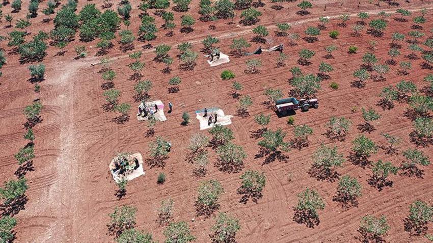 Şanlıurfa'da hasat devam ederken fıstık fiyatları da belli oldu! 'Bu sene fiyatlar çok güzel'