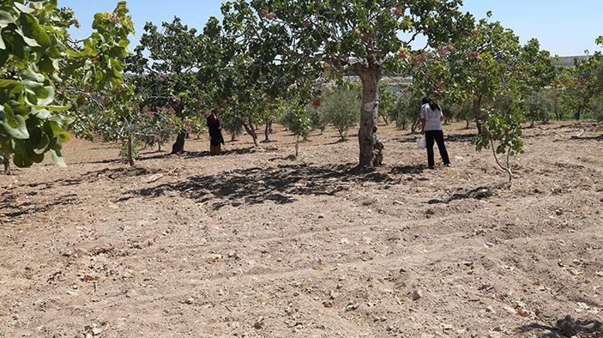 Şanlıurfa'da hasat devam ederken fıstık fiyatları da belli oldu! 'Bu sene fiyatlar çok güzel'