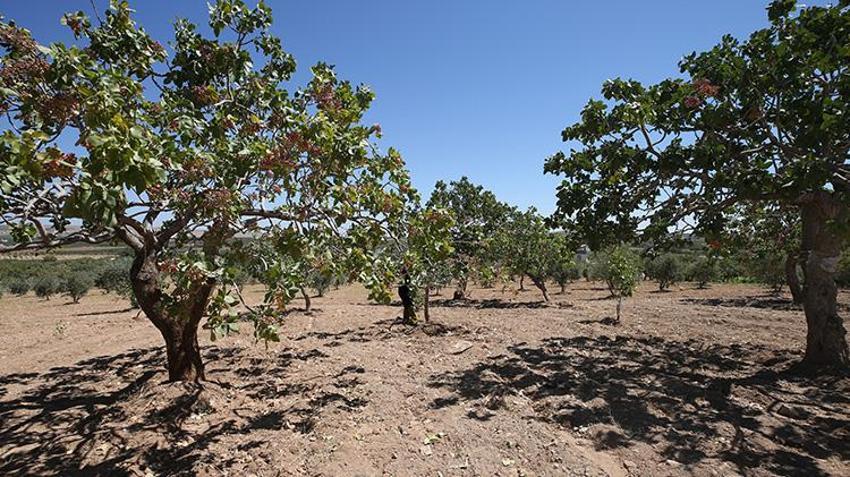 Şanlıurfa'da hasat devam ederken fıstık fiyatları da belli oldu! 'Bu sene fiyatlar çok güzel'