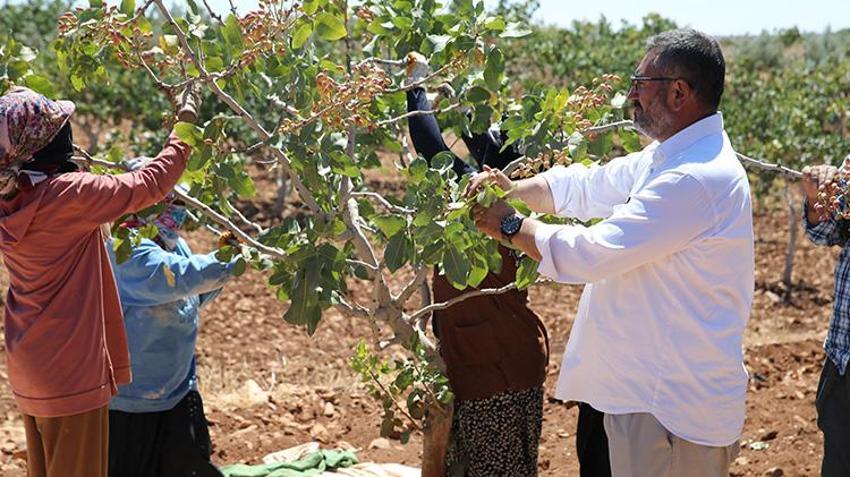 Şanlıurfa'da hasat devam ederken fıstık fiyatları da belli oldu! 'Bu sene fiyatlar çok güzel'