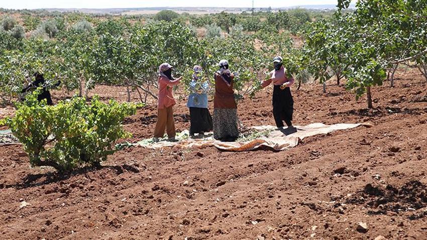 Şanlıurfa'da hasat devam ederken fıstık fiyatları da belli oldu! 'Bu sene fiyatlar çok güzel'