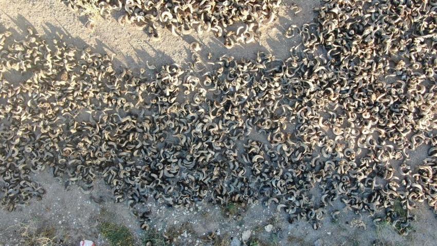 Sivas'ta koç boynuzları kurutmaya bırakıldı! İşlemlerden geçip hepsi paraya dönüşecek