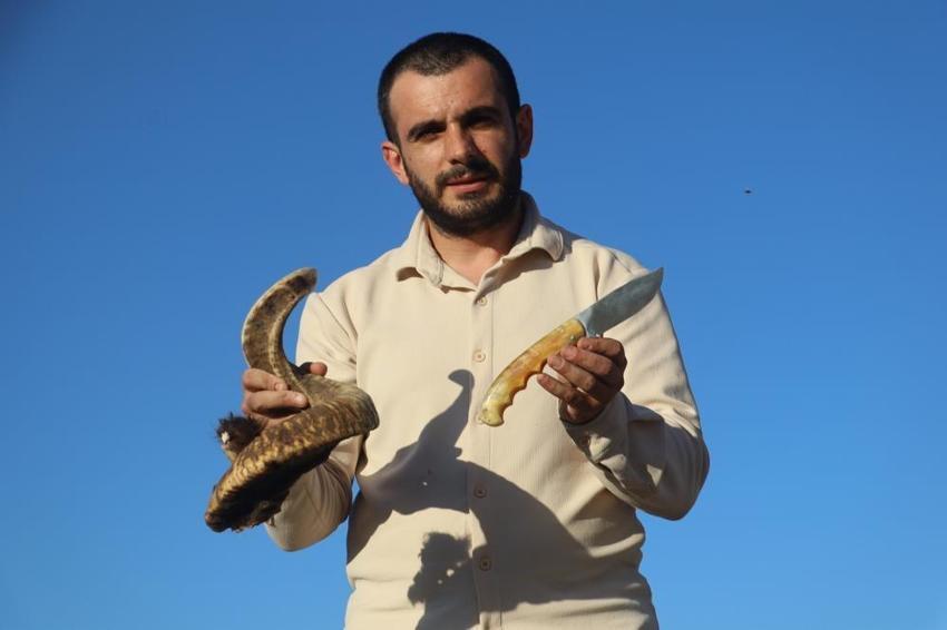 Sivas'ta koç boynuzları kurutmaya bırakıldı! İşlemlerden geçip hepsi paraya dönüşecek