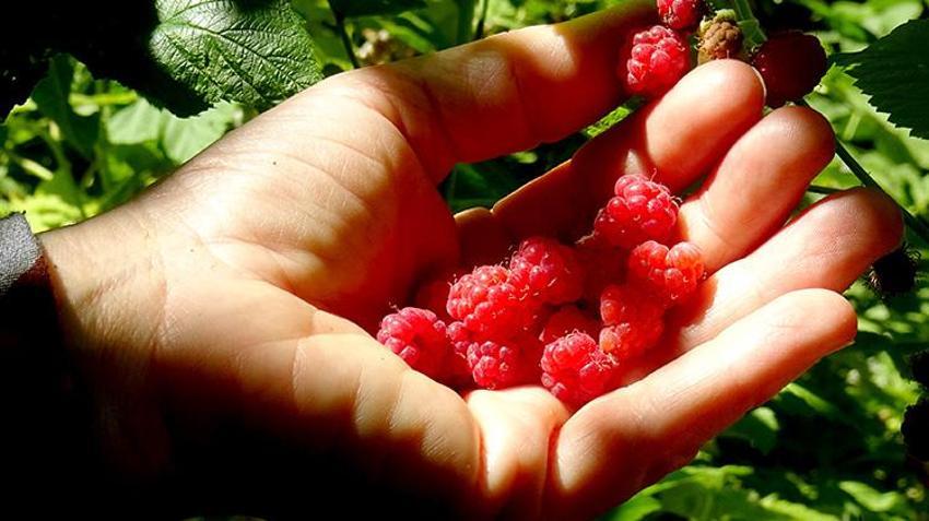 Kars'ta hasat başladı! Tek kuruş masraf yapmadan topluyorlar
