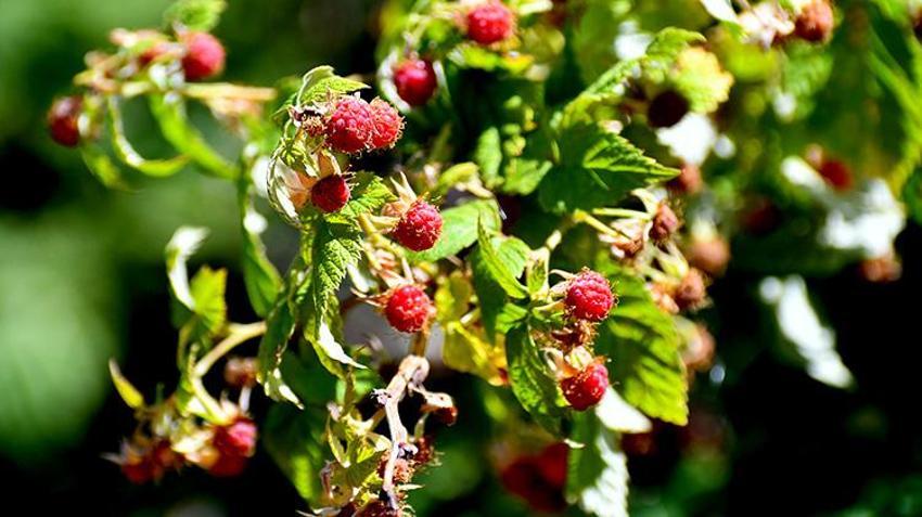 Kars'ta hasat başladı! Tek kuruş masraf yapmadan topluyorlar