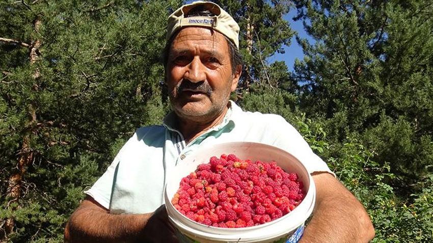 Kars'ta hasat başladı! Tek kuruş masraf yapmadan topluyorlar