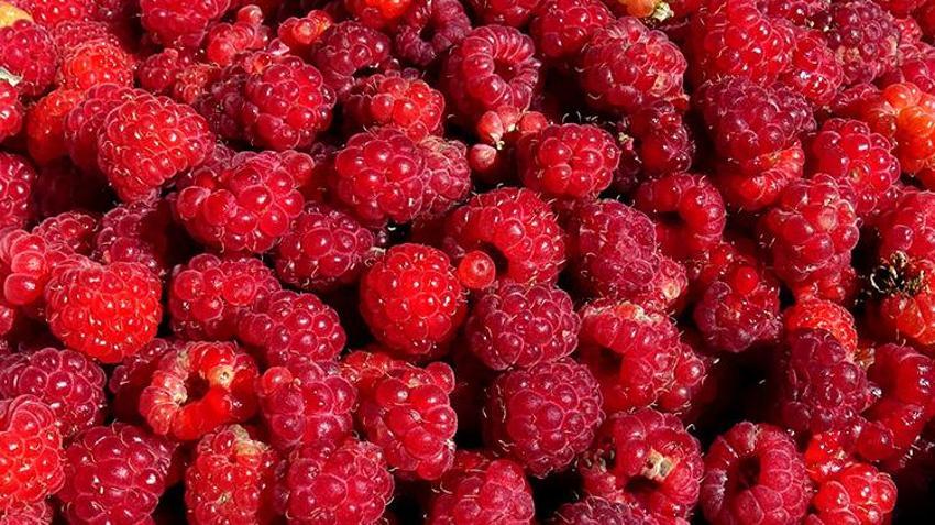 Kars'ta hasat başladı! Tek kuruş masraf yapmadan topluyorlar