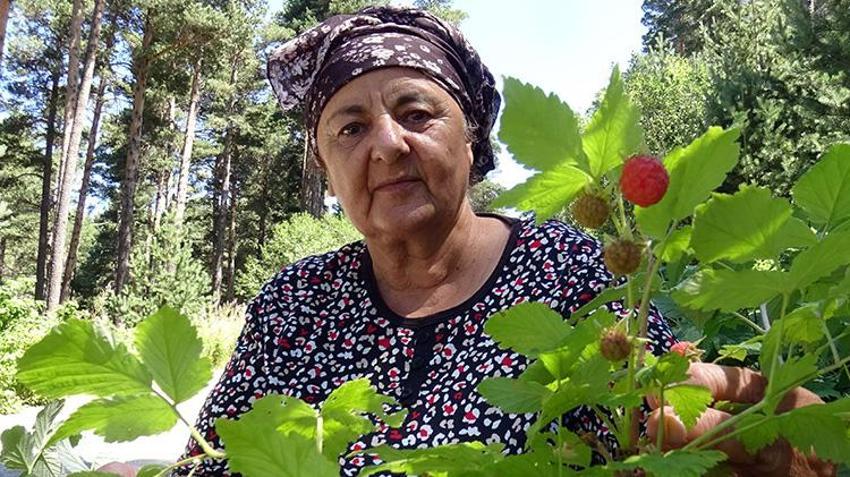 Kars'ta hasat başladı! Tek kuruş masraf yapmadan topluyorlar