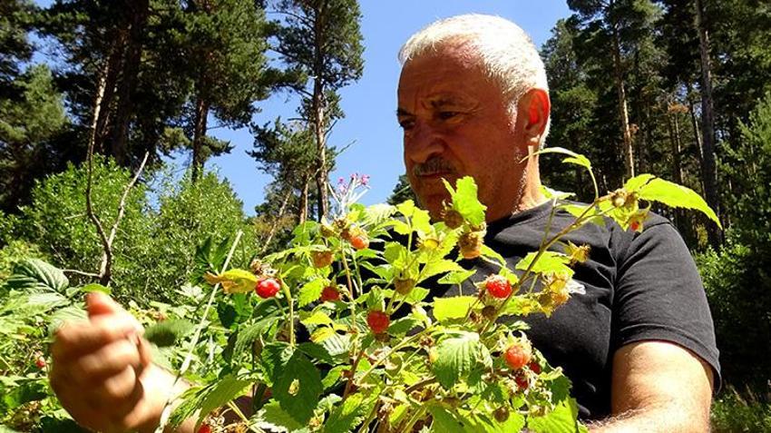 Kars'ta hasat başladı! Tek kuruş masraf yapmadan topluyorlar