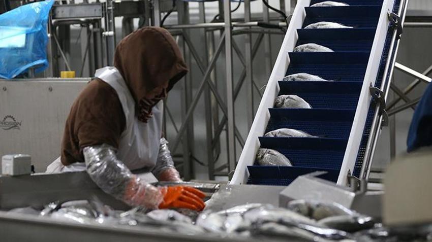 Hatay'da üretilip yüzde 90'ı da İspanya, İtalya ve Portekiz'e gönderiliyor! Tesisten her yıl 8 bin ton ürün çıkıyor