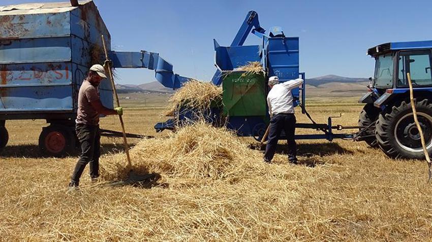 Ardahan'da tahıl hasadı başladı! 'Daneleri iyidir, sapı kısadır yine de şükür'