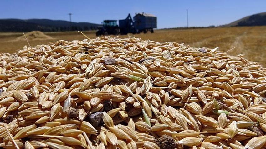 Ardahan'da tahıl hasadı başladı! 'Daneleri iyidir, sapı kısadır yine de şükür'