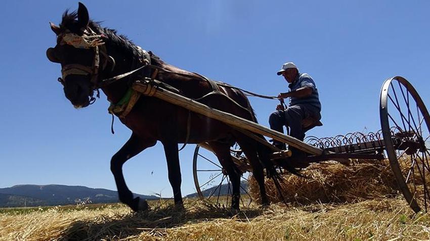 Ardahan'da tahıl hasadı başladı! 'Daneleri iyidir, sapı kısadır yine de şükür'