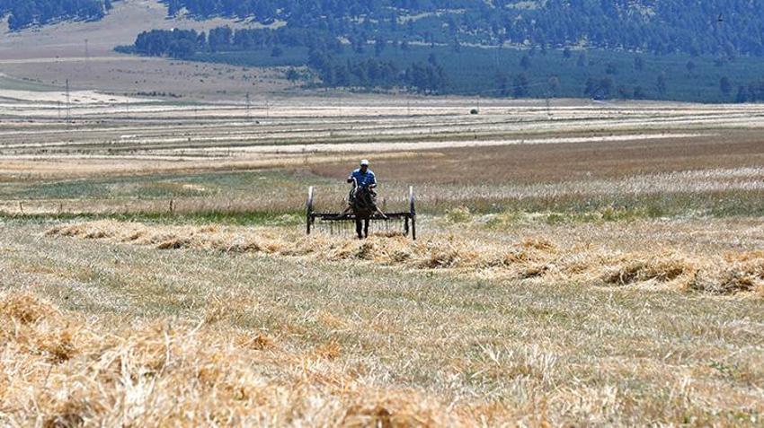 Ardahan'da tahıl hasadı başladı! 'Daneleri iyidir, sapı kısadır yine de şükür'