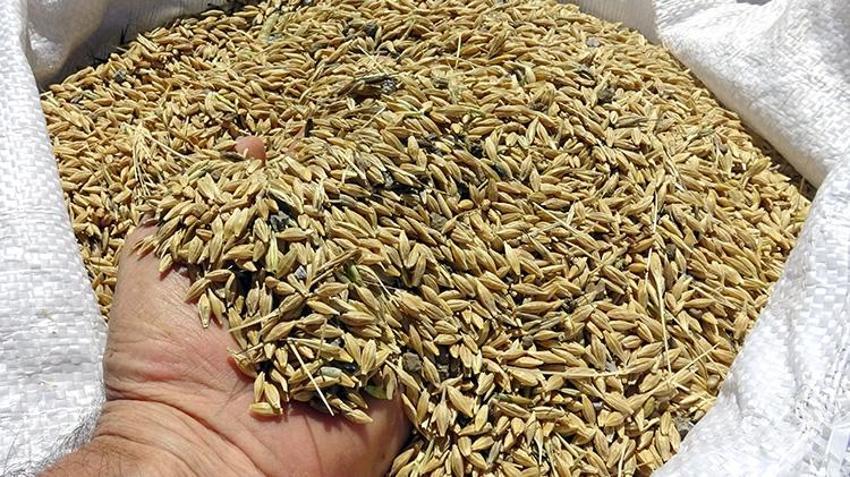 Ardahan'da tahıl hasadı başladı! 'Daneleri iyidir, sapı kısadır yine de şükür'