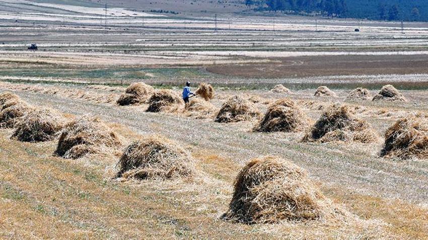 Ardahan'da tahıl hasadı başladı! 'Daneleri iyidir, sapı kısadır yine de şükür'