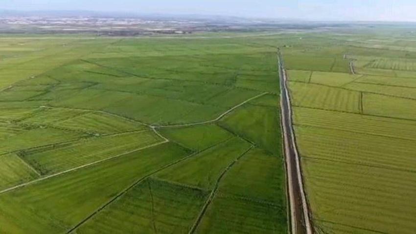 Edirne Ovası yeşile döndü: Rekor rekolte bekleniyor!