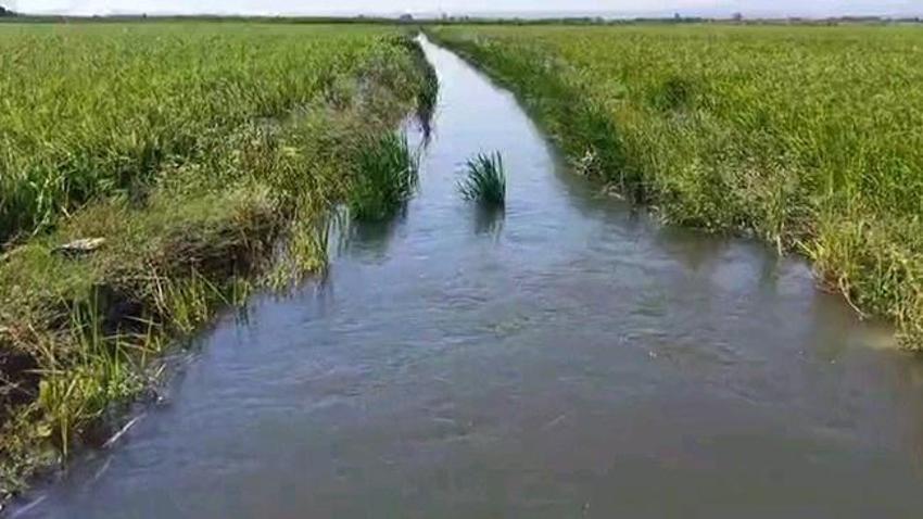Edirne Ovası yeşile döndü: Rekor rekolte bekleniyor!