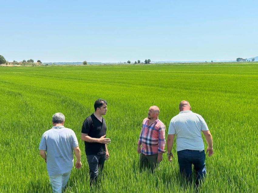 Edirne Ovası yeşile döndü: Rekor rekolte bekleniyor!