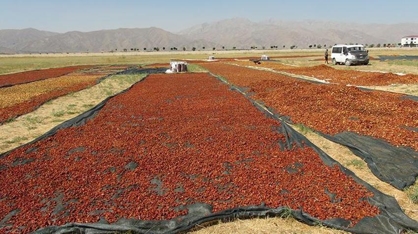 Hakkari'de bir zamanlar kimsenin yüzüne bakmadığı ürün şimdilerde geçim kaynağı oldu!