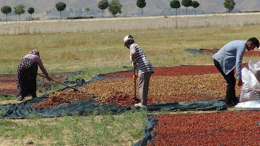 Hakkari'de bir zamanlar kimsenin yüzüne bakmadığı ürün şimdilerde geçim kaynağı oldu!