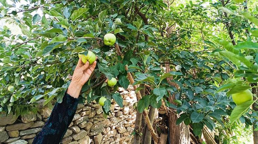 Hakkari'de bir zamanlar kimsenin yüzüne bakmadığı ürün şimdilerde geçim kaynağı oldu!
