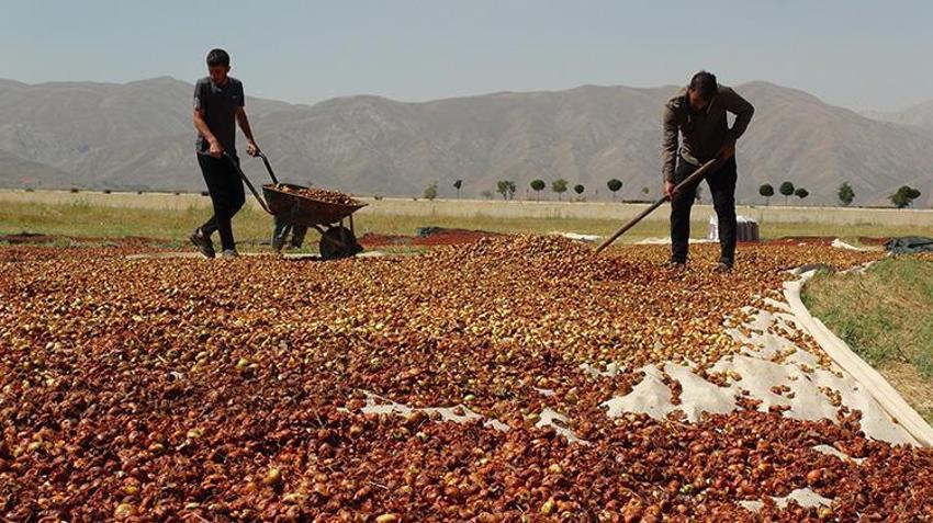Hakkari'de bir zamanlar kimsenin yüzüne bakmadığı ürün şimdilerde geçim kaynağı oldu!