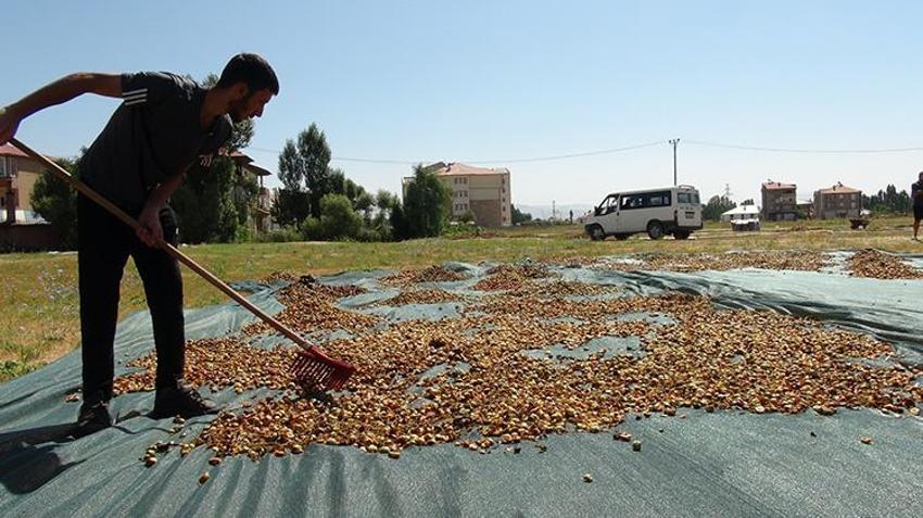 Hakkari'de bir zamanlar kimsenin yüzüne bakmadığı ürün şimdilerde geçim kaynağı oldu!