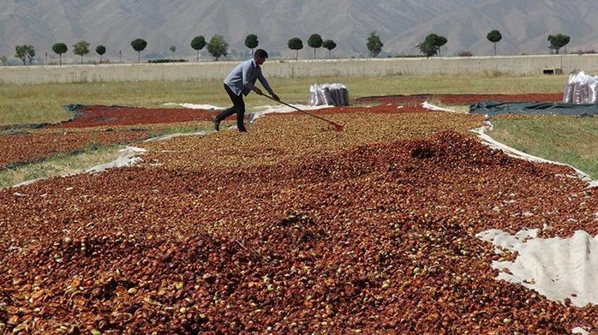 Hakkari'de bir zamanlar kimsenin yüzüne bakmadığı ürün şimdilerde geçim kaynağı oldu!
