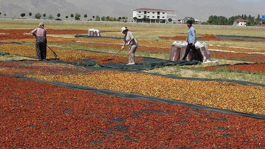 Hakkari'de bir zamanlar kimsenin yüzüne bakmadığı ürün şimdilerde geçim kaynağı oldu!