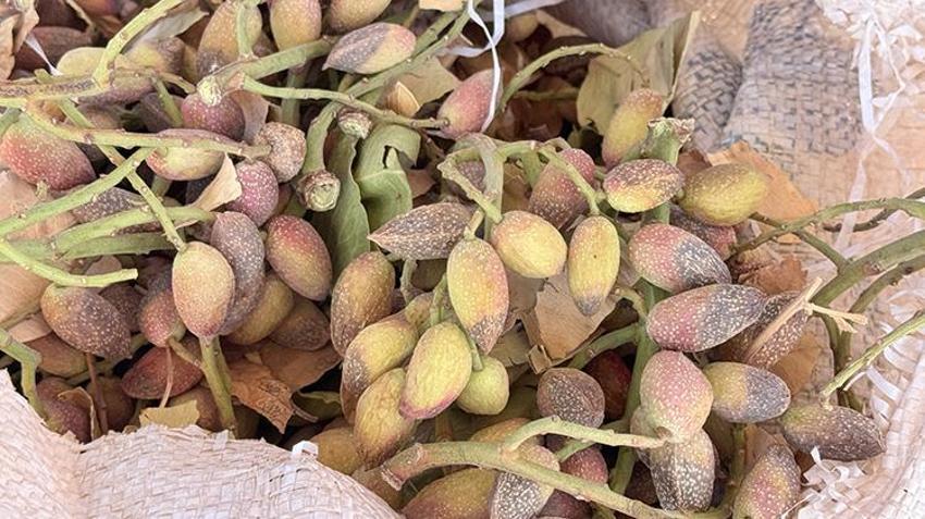 Kuraklık hasadı öne çekti! 'Toplanmasaydı dalında kuruyacaktı' Siirt'te 1 milyon ağaç kuruyabilir