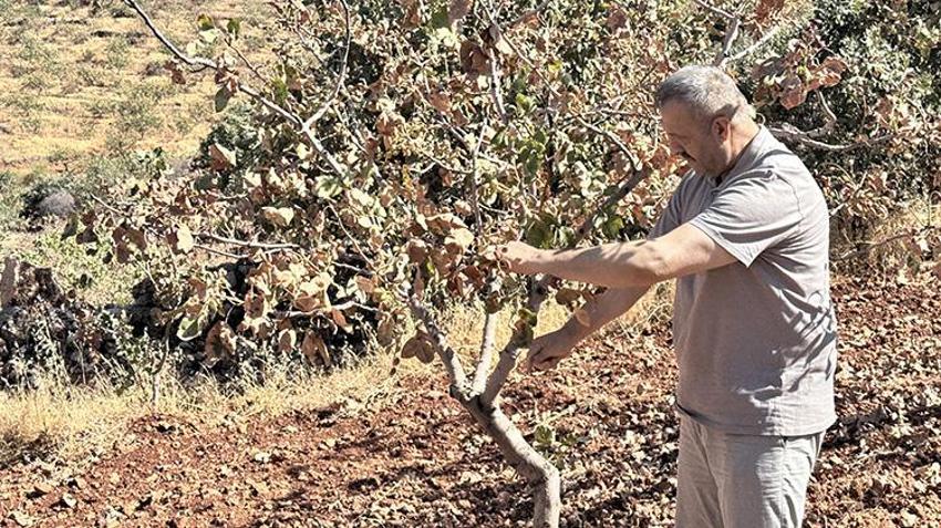 Kuraklık hasadı öne çekti! 'Toplanmasaydı dalında kuruyacaktı' Siirt'te 1 milyon ağaç kuruyabilir
