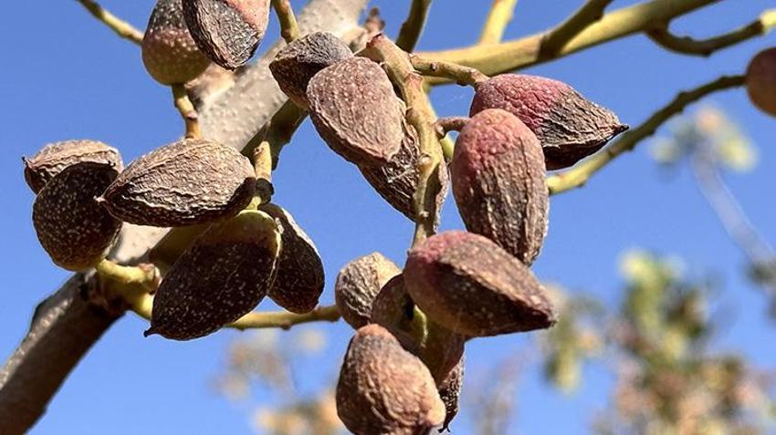 Kuraklık hasadı öne çekti! 'Toplanmasaydı dalında kuruyacaktı' Siirt'te 1 milyon ağaç kuruyabilir