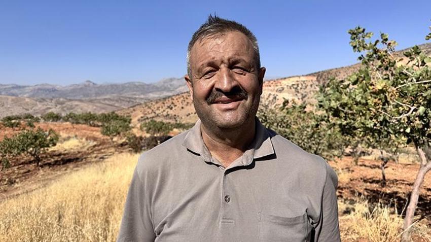 Kuraklık hasadı öne çekti! 'Toplanmasaydı dalında kuruyacaktı' Siirt'te 1 milyon ağaç kuruyabilir