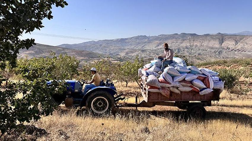 Kuraklık hasadı öne çekti! 'Toplanmasaydı dalında kuruyacaktı' Siirt'te 1 milyon ağaç kuruyabilir