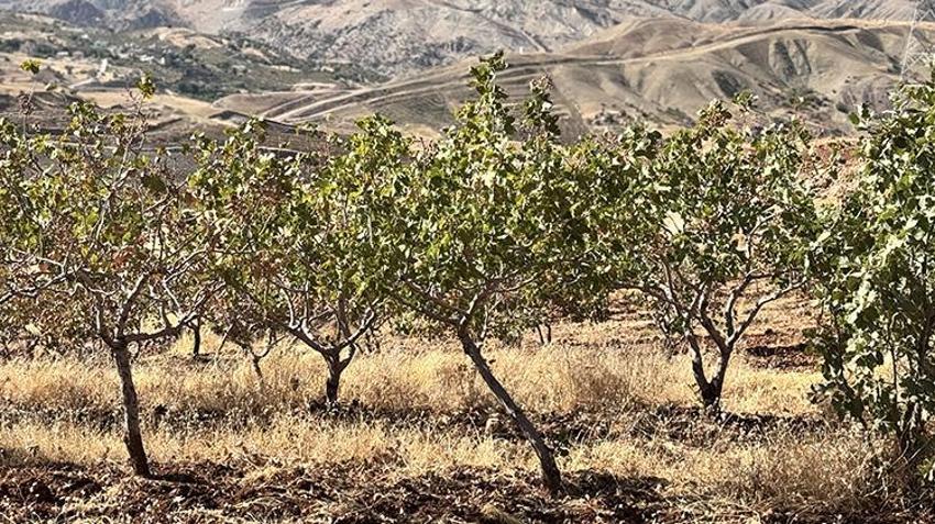 Kuraklık hasadı öne çekti! 'Toplanmasaydı dalında kuruyacaktı' Siirt'te 1 milyon ağaç kuruyabilir