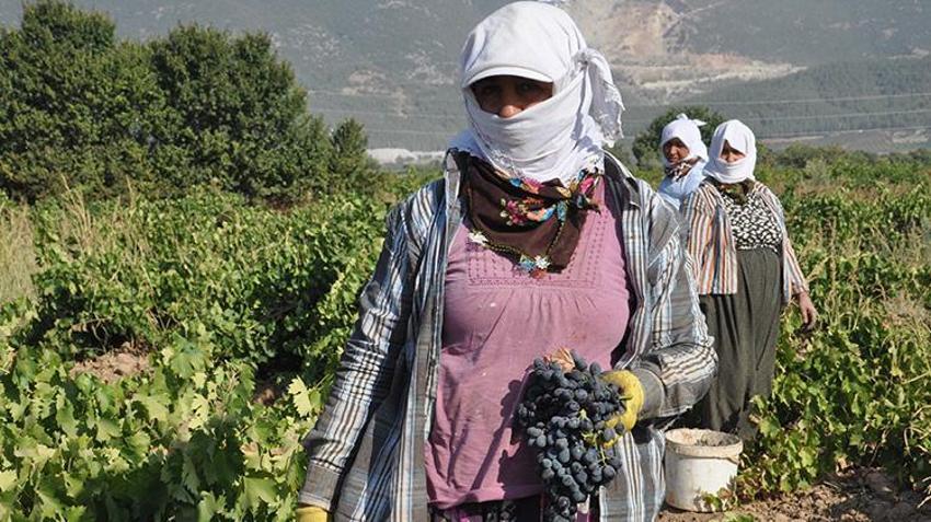 Gaziantep’te hasat rekolte kaybıyla başladı! Fiyatı da düşük olunca çiftçi bu yıl kazanamadı
