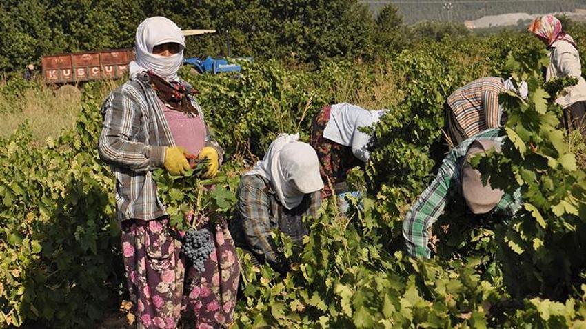 Gaziantep’te hasat rekolte kaybıyla başladı! Fiyatı da düşük olunca çiftçi bu yıl kazanamadı
