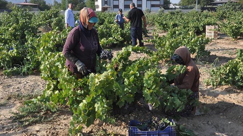 Gaziantep’te hasat rekolte kaybıyla başladı! Fiyatı da düşük olunca çiftçi bu yıl kazanamadı