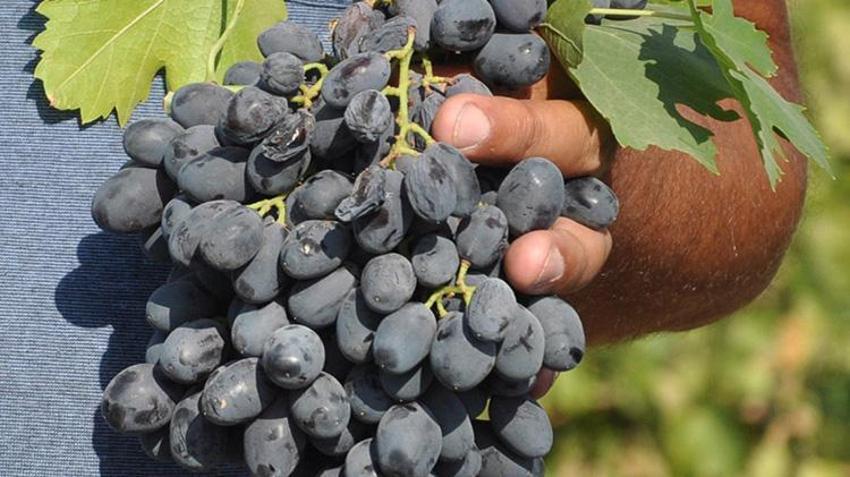 Gaziantep’te hasat rekolte kaybıyla başladı! Fiyatı da düşük olunca çiftçi bu yıl kazanamadı