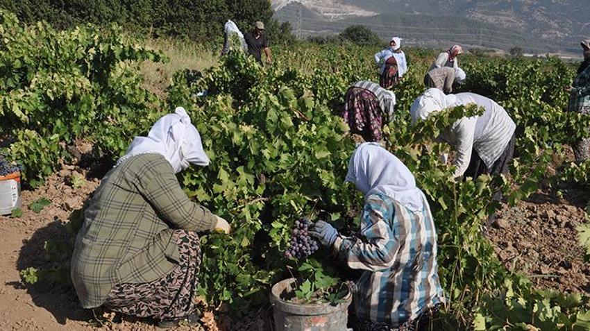 Gaziantep’te hasat rekolte kaybıyla başladı! Fiyatı da düşük olunca çiftçi bu yıl kazanamadı