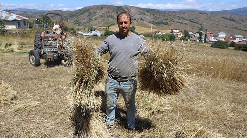 Ordu'da fındığın yerini aldı, üretim bin 500 kat arttı!