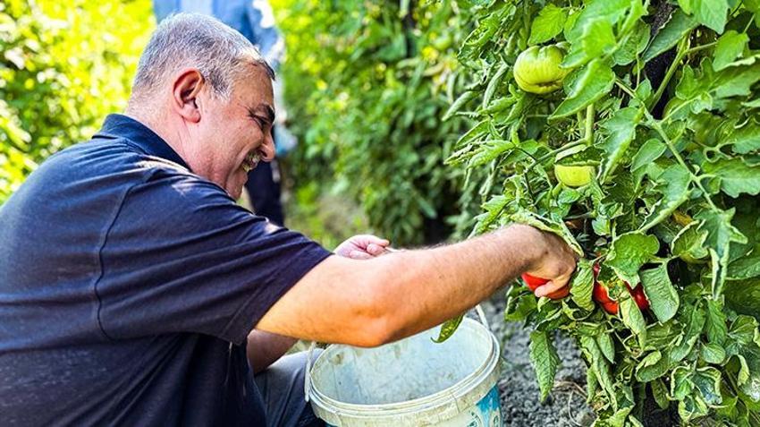 Sinop'un coğrafi işaretli Boyabat domatesinin hasadı başladı!