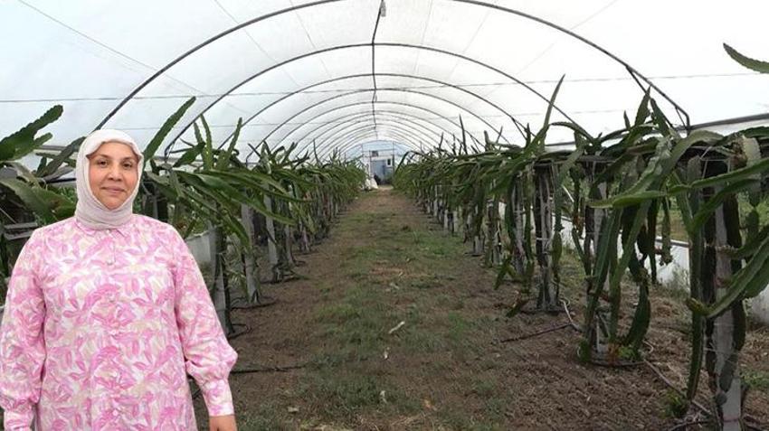 Samsun'da girişimci kadın tepkilere rağmen geri adım atmadı! Yetiştirdiği meyvenin hasadı başlayınca herkes hayran kaldı