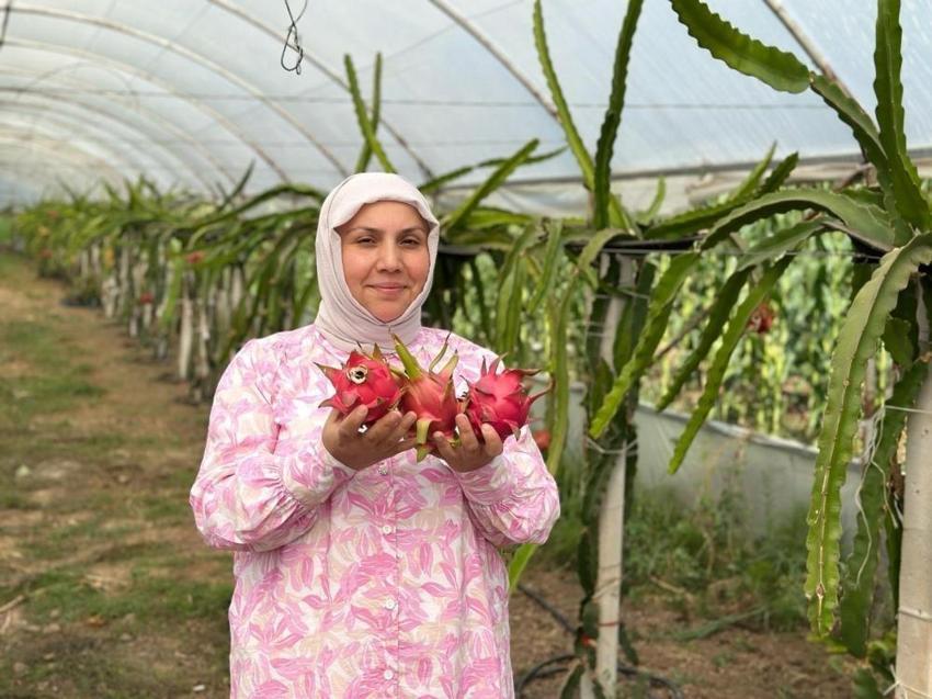 Samsun'da hasat başladı: Kilosu 250 TL! Kadın girişimci hiçbir zayiat yaşamadı