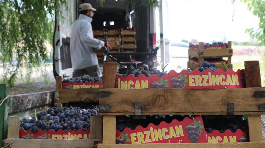 Erzincan'da tescilli Cimin üzümünün hasadı başladı! Fiyatlar çiftçiyi memnun etti