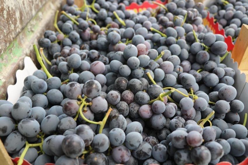 Erzincan'da tescilli Cimin üzümünün hasadı başladı! Fiyatlar çiftçiyi memnun etti