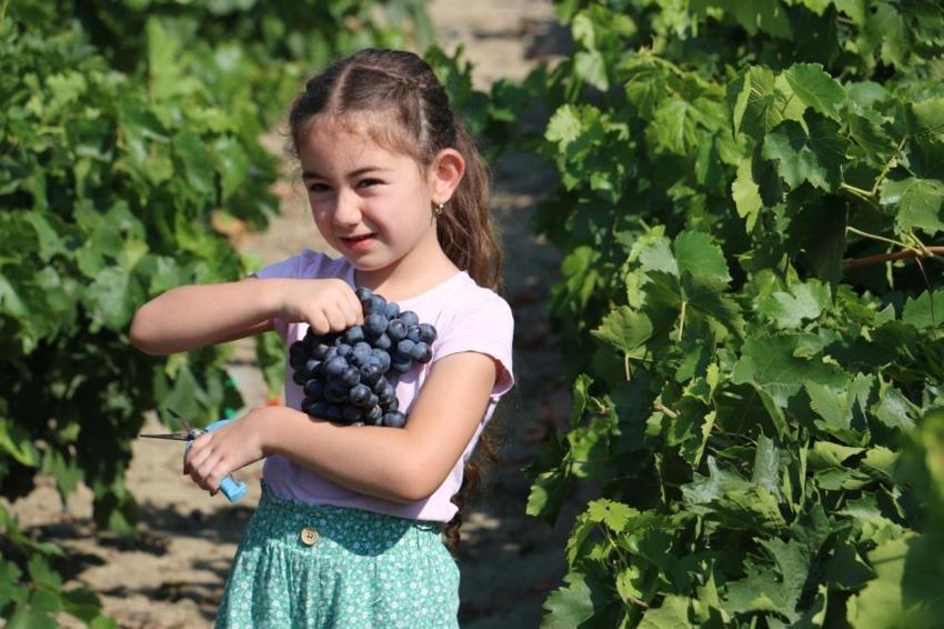 Erzincan'da tescilli Cimin üzümünün hasadı başladı! Fiyatlar çiftçiyi memnun etti